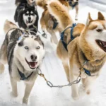 Experience the Thrill of Dog Sledding in Vail, Colorado