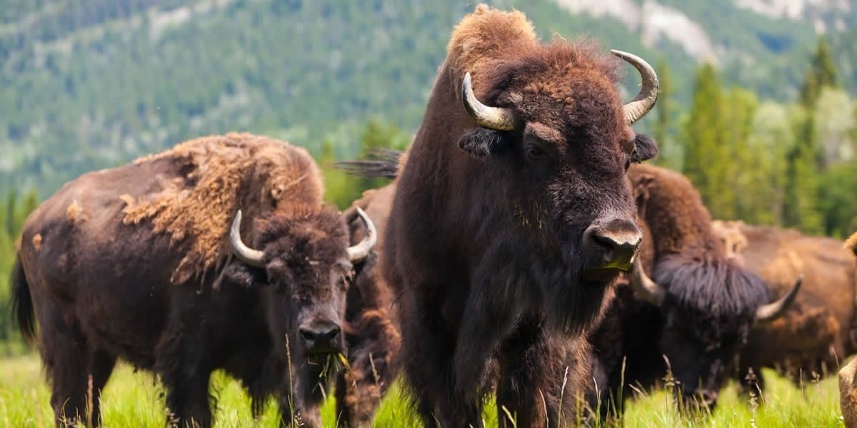 Colorado Animals Guide: Wildlife Viewing & Safety Tips