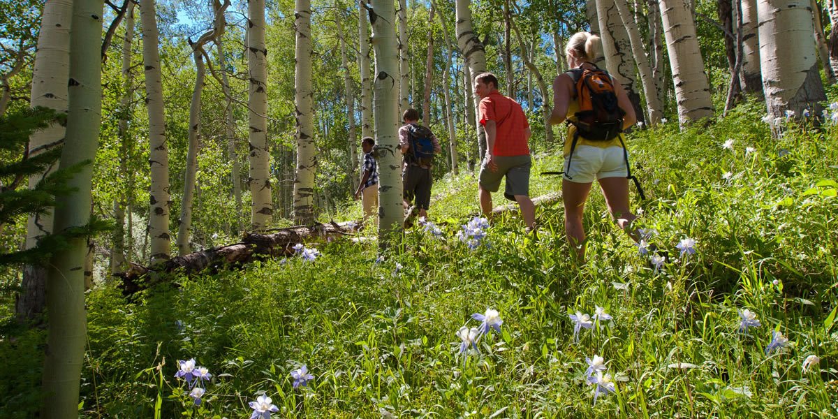 Colorado Wildflowers You’ll See in Vail